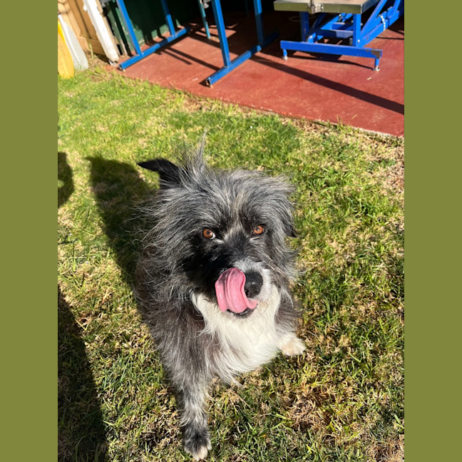 Photo of Alfie
