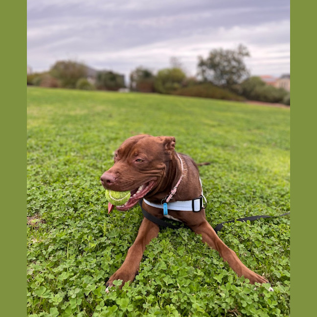 Photo of Coco