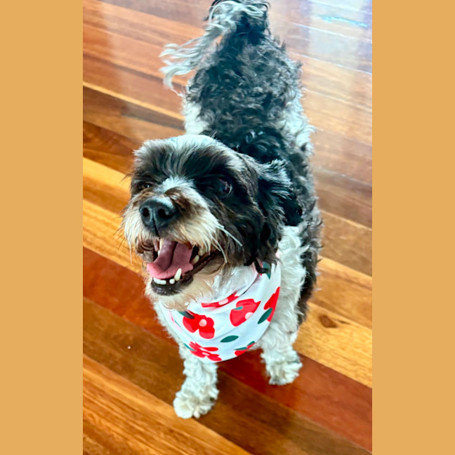 Photo of Sydney & Rocco   10 & 8 Year Old Moodle