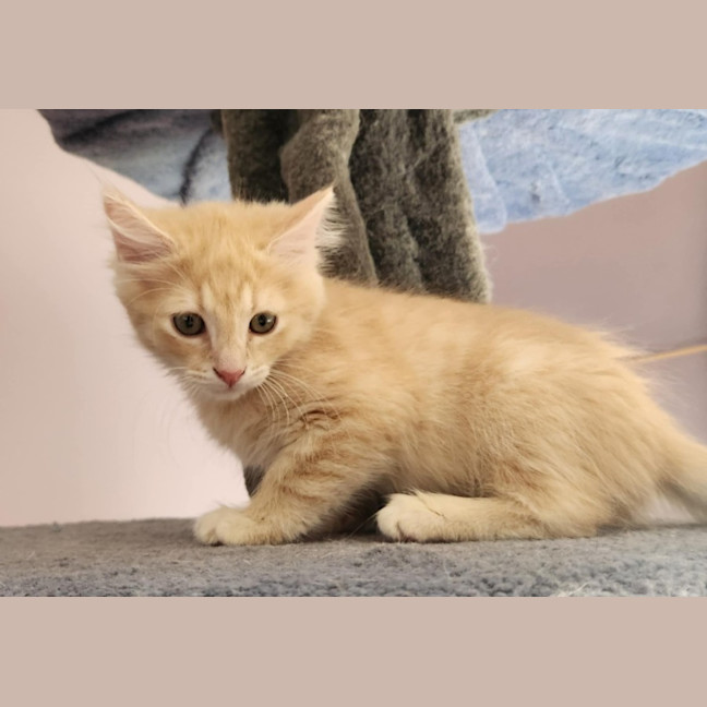 Photo of Morgan (Located In Foster Care In Templestowe)