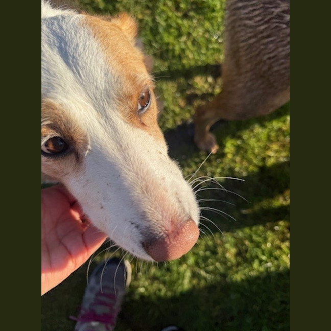 Photo of Chloe   5 Year Old Border Collie