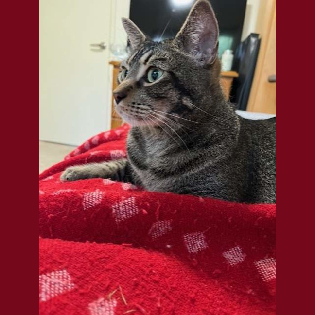 Photo of Beau