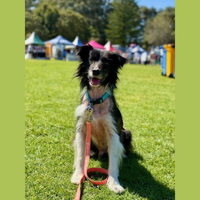 Photo of Harvey   7 Year Old Border Collie X Sheltie