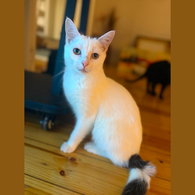 Photo of Marshmallow 