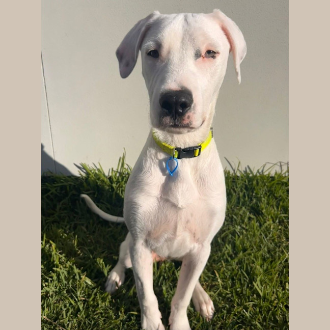 Photo of Chevy