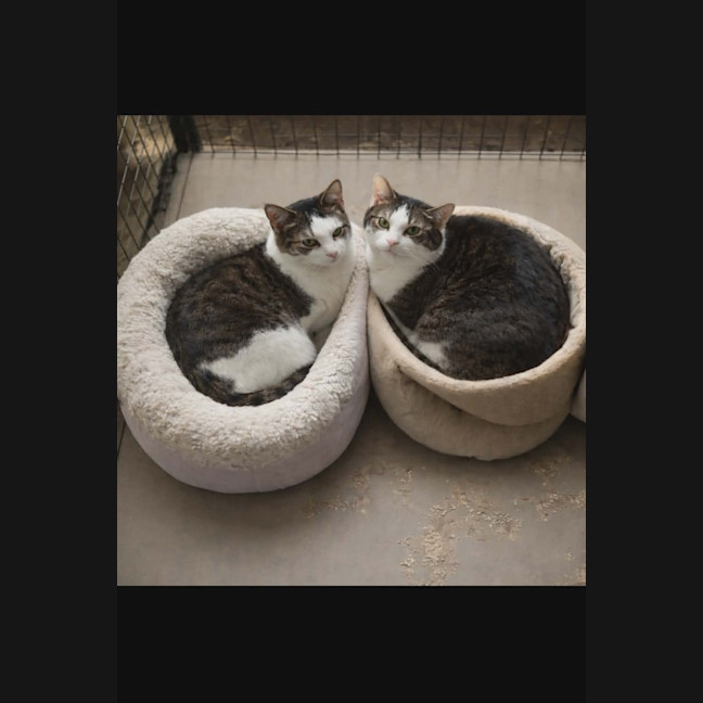 Photo of Molly / Milly