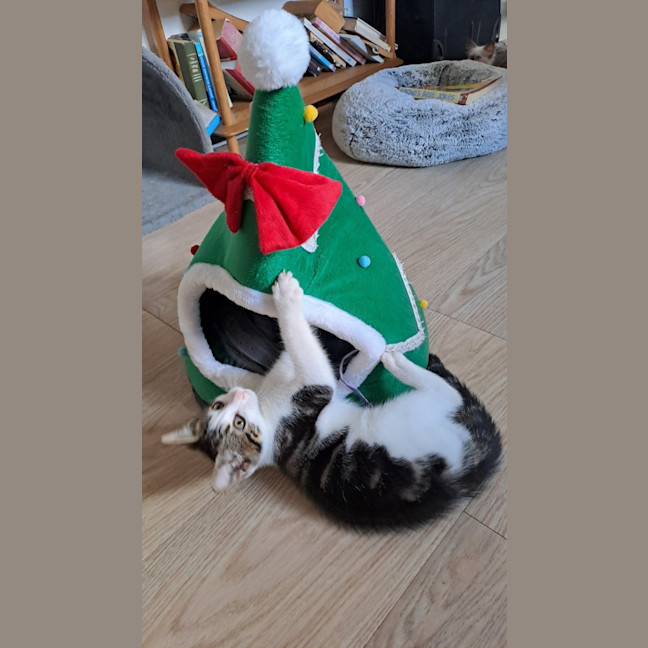 Photo of Ralphie