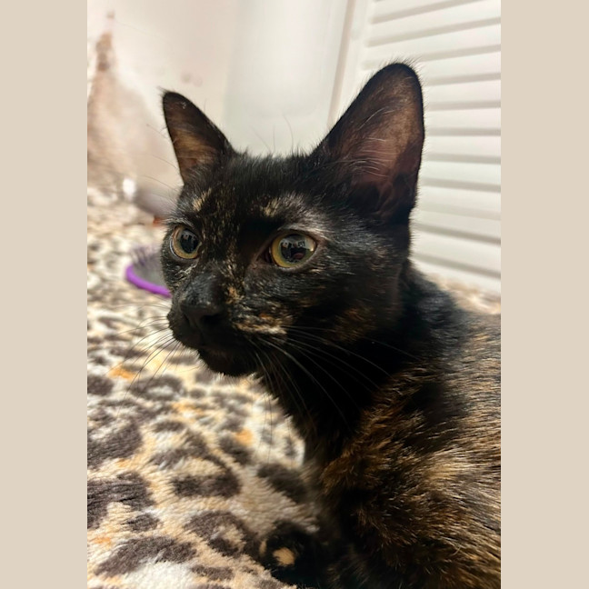 Photo of Magnolia 