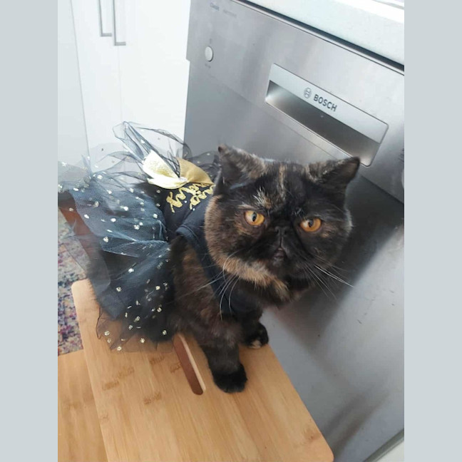 Photo of 🐾Flow🐾