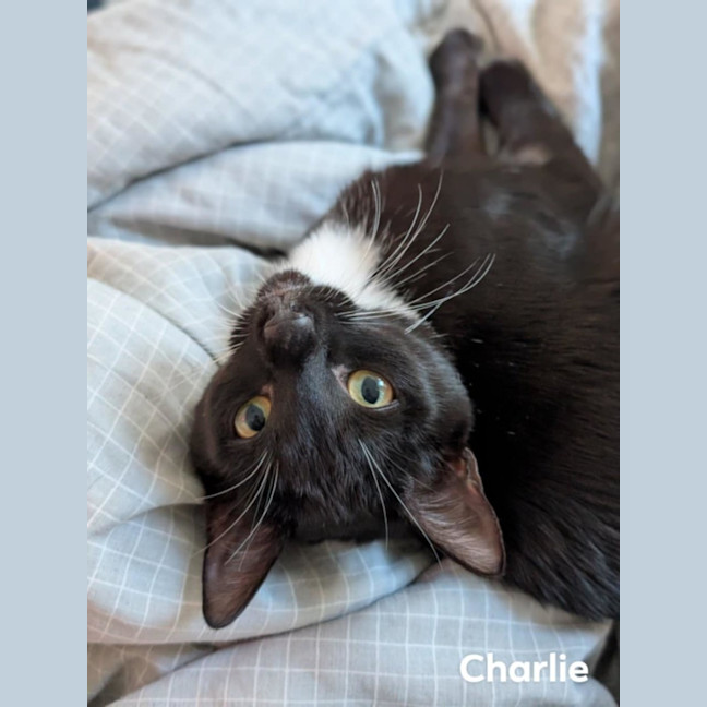 Photo of Charlie