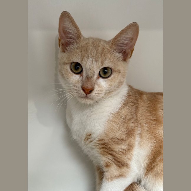 Photo of Goose
