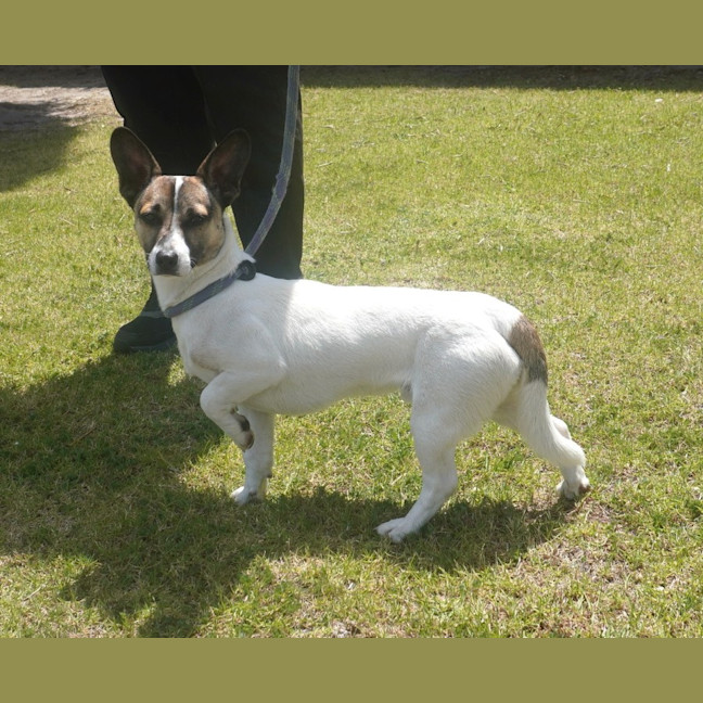 Photo of Huxley