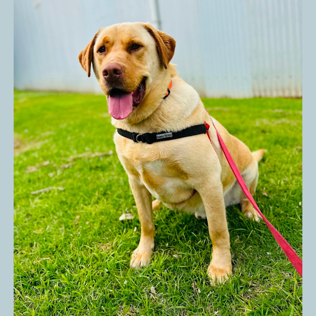 Photo of Bear