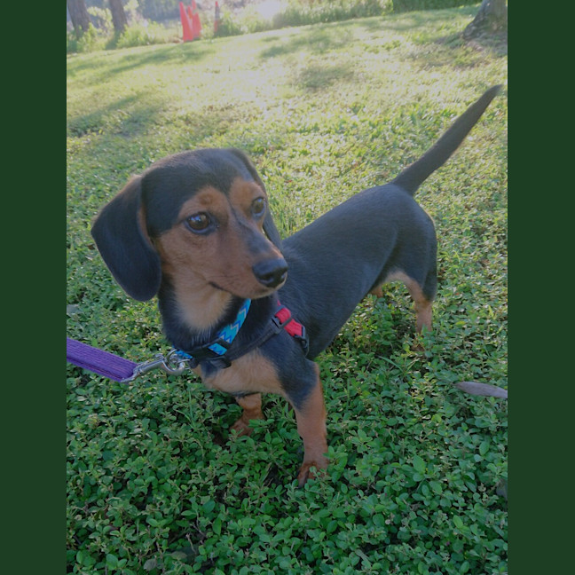 Photo of Bailey