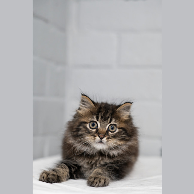 Photo of Boris