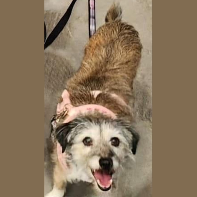 Photo of Bella And Razzi