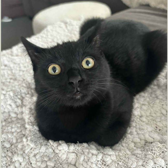 Photo of Forrest   Reduced Adoption Fee