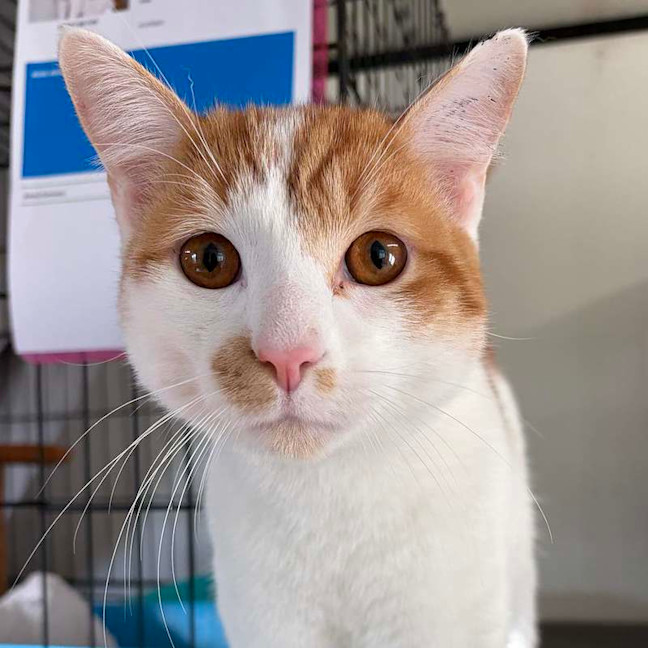 Photo of Jester