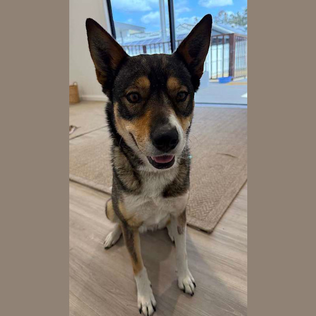 Photo of Nala