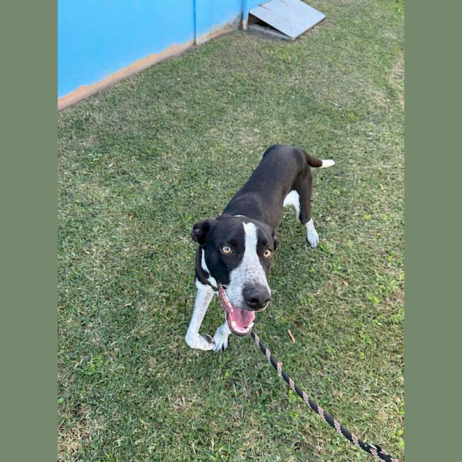 Photo of Cosmo