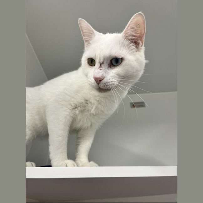 Photo of Walter Kitty