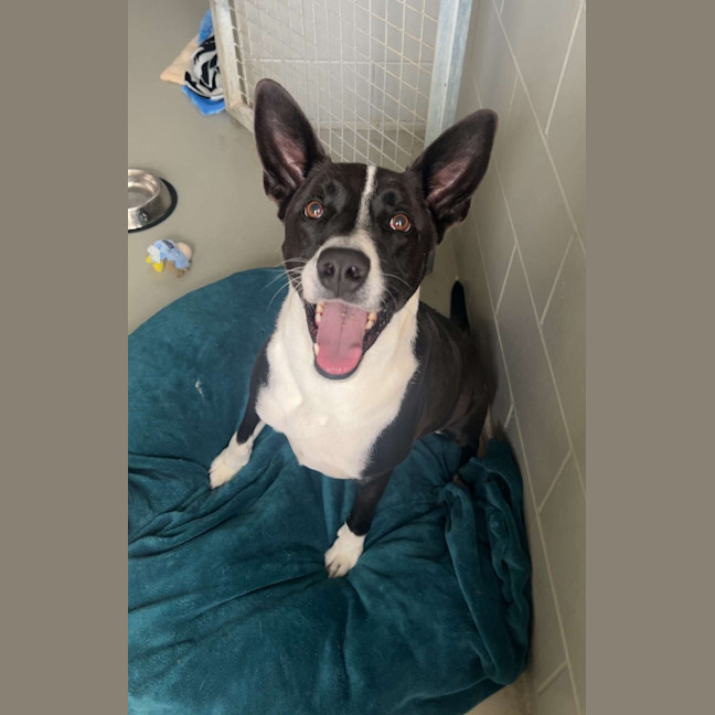 Photo of Whiskey