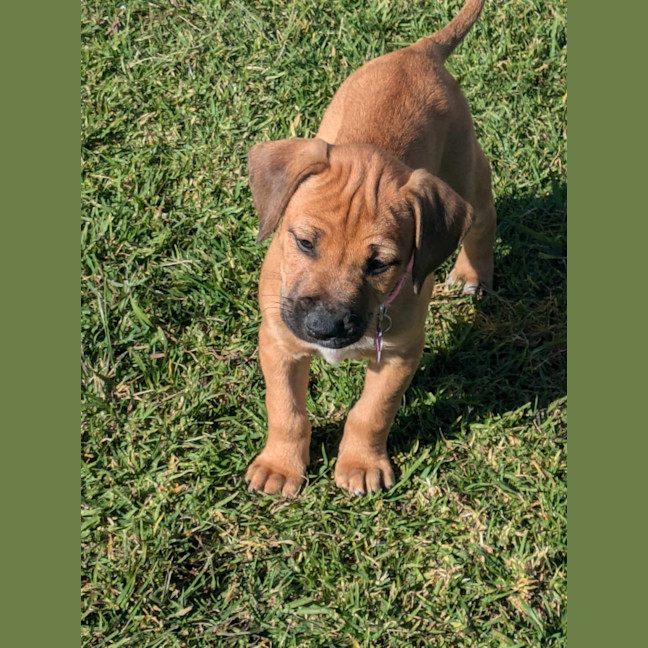 Photo of Sadie