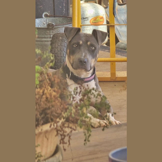 Photo of Nova