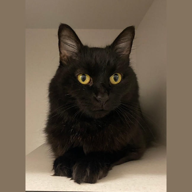 Photo of Luna