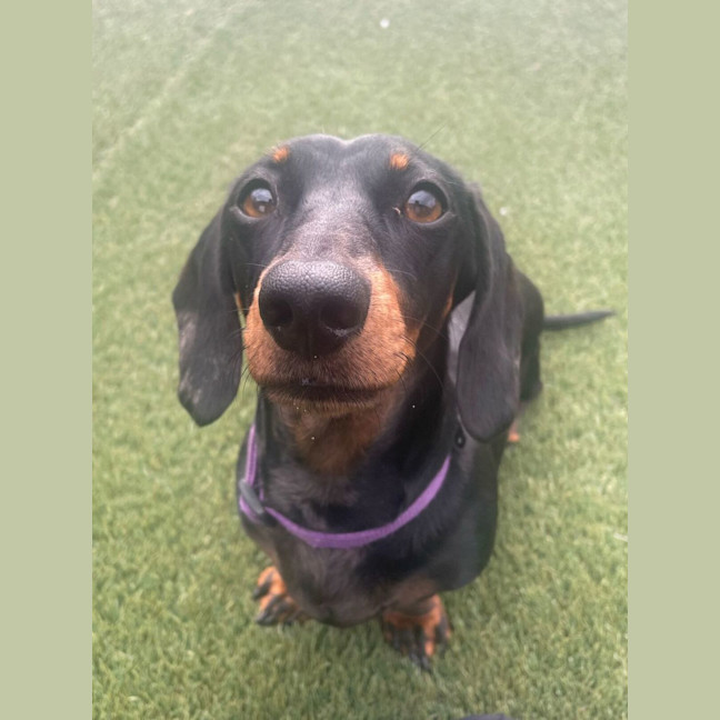 Photo of Teeki Young