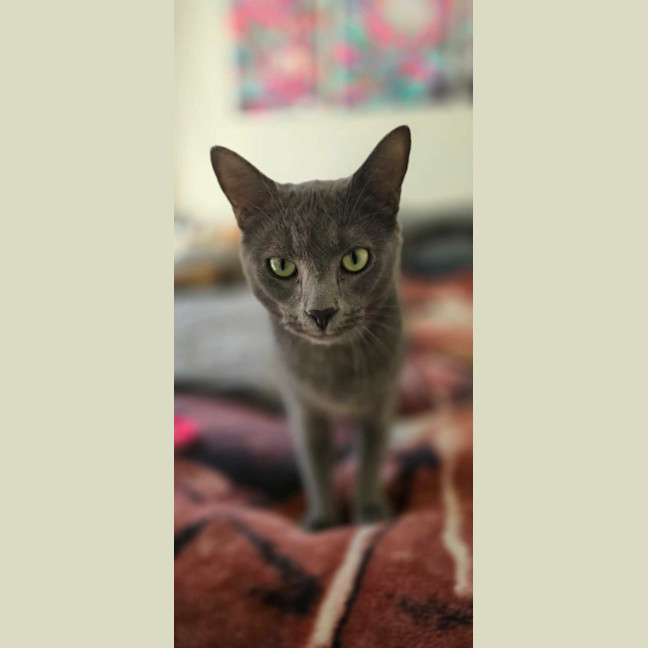 Photo of Maverick