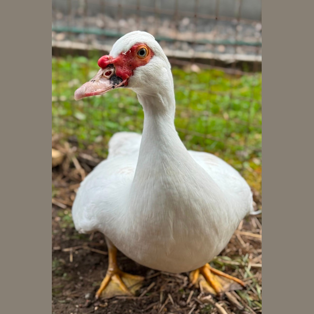 Photo of Duckleberry Finn