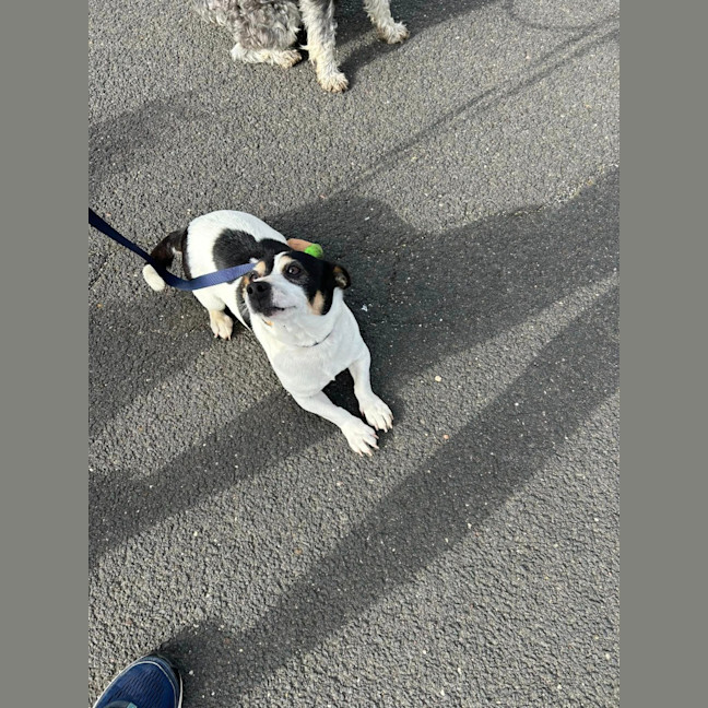 Photo of Oreo
