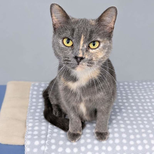 Photo of Princess Sprinkles