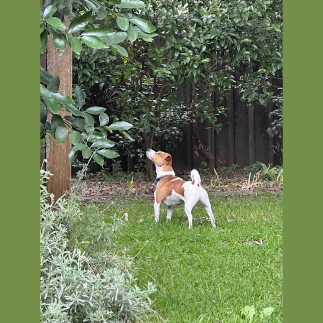 Photo of Ziggy   4 Year Old Jack Russell