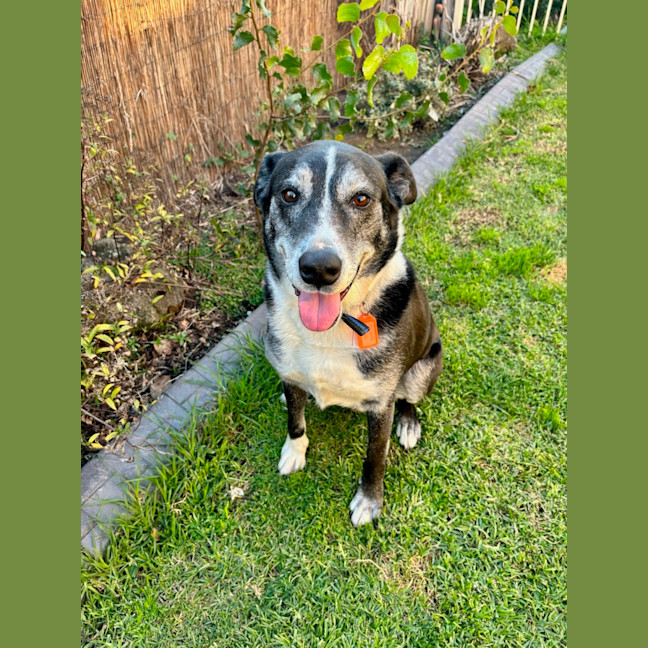 Photo of Carma (63892)