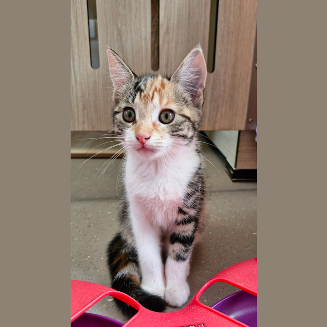 Photo of C1409 Kyrah