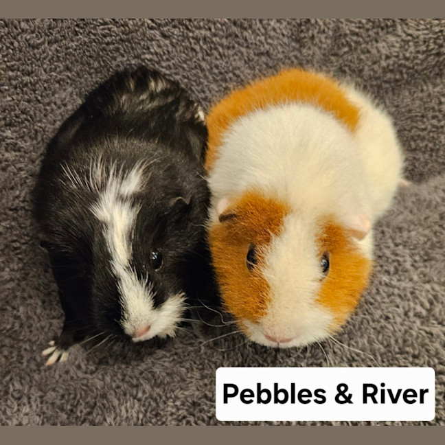 Photo of Pebbles & River