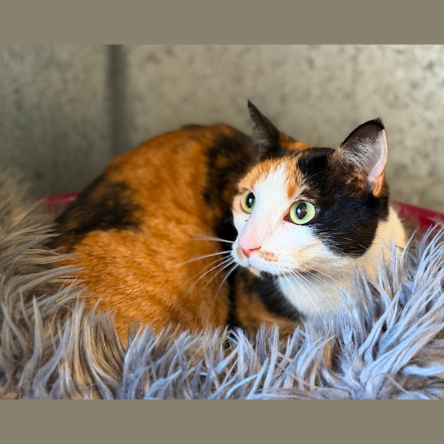 Photo of Luna