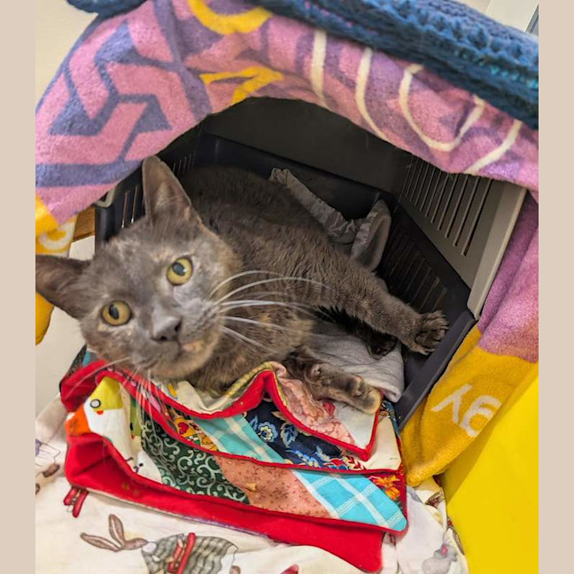 Photo of Smokey