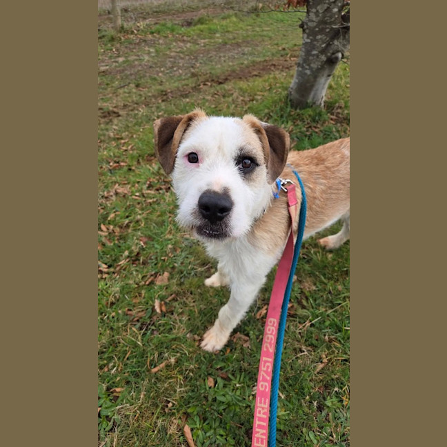 Photo of Scruffy