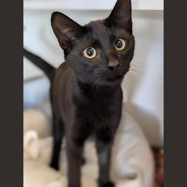 Photo of Poppy