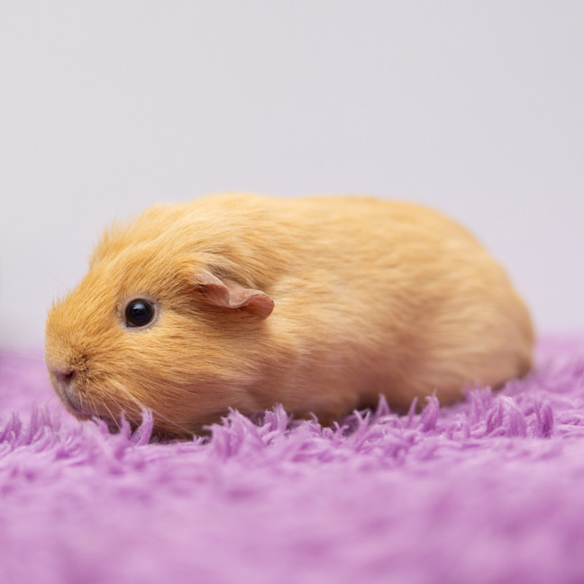 Photo of Custard