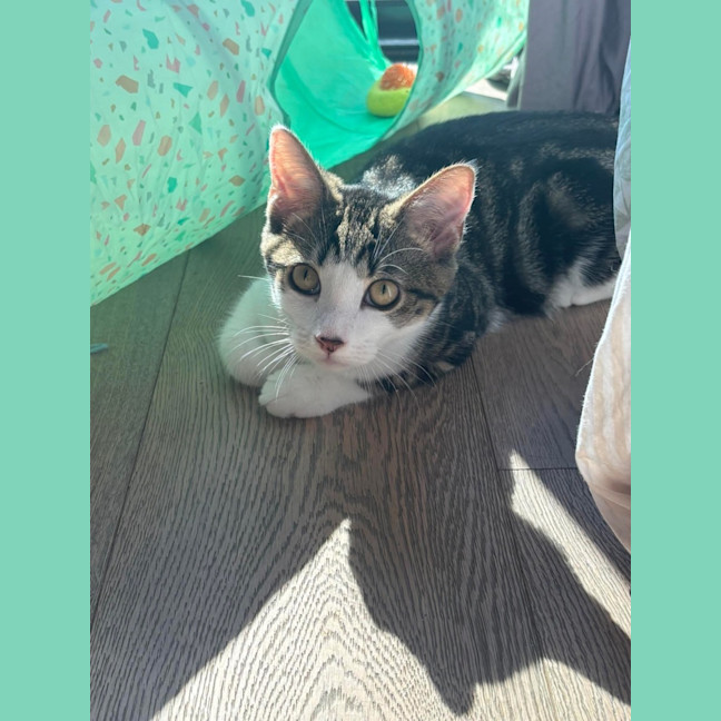 Photo of Rune 