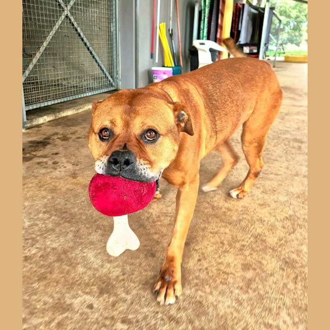 Photo of Tyson