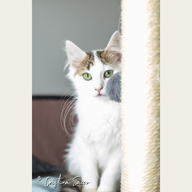 Photo of Lily