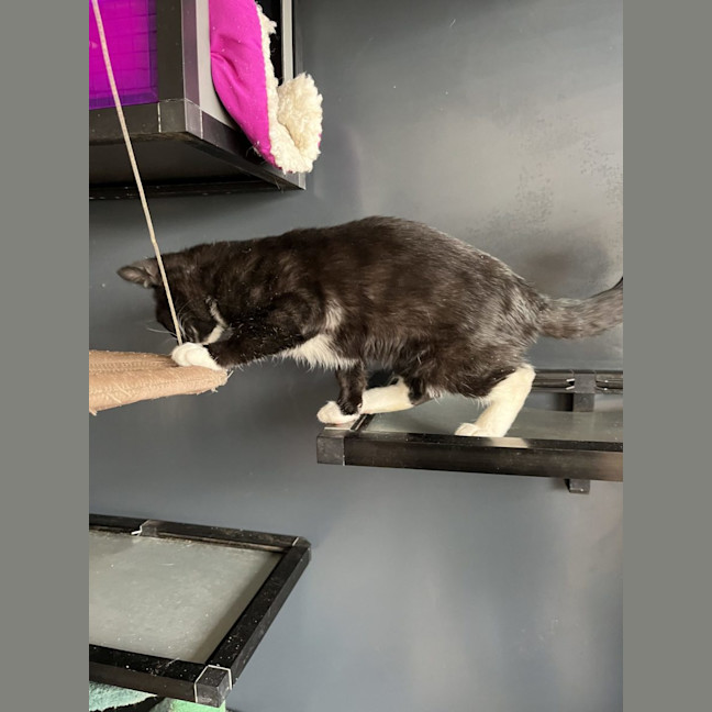 Photo of Jack   Now At Pet Quarters Thornton