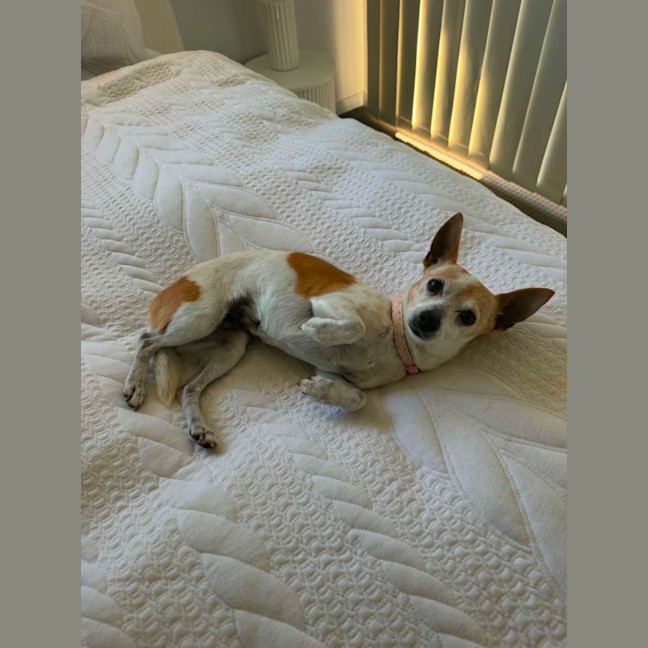 Photo of Bella