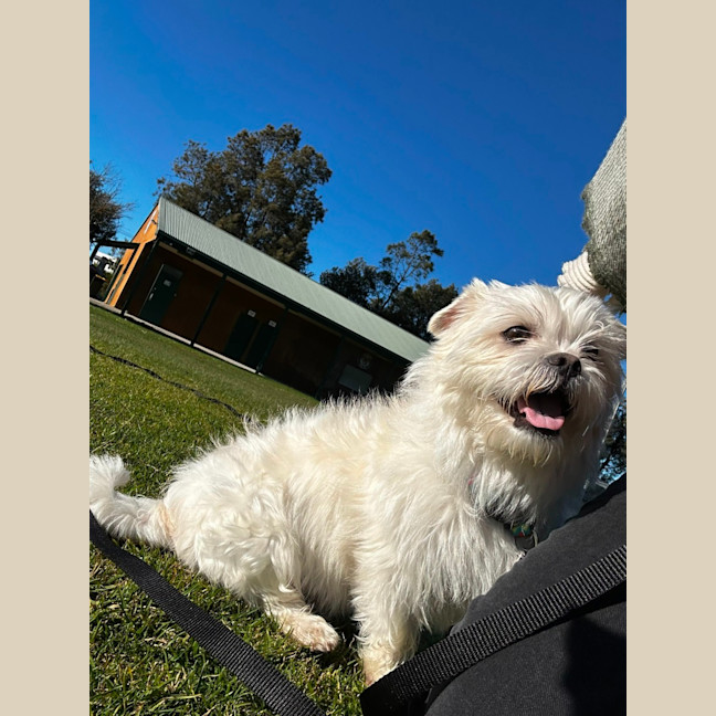 Photo of Gremlin