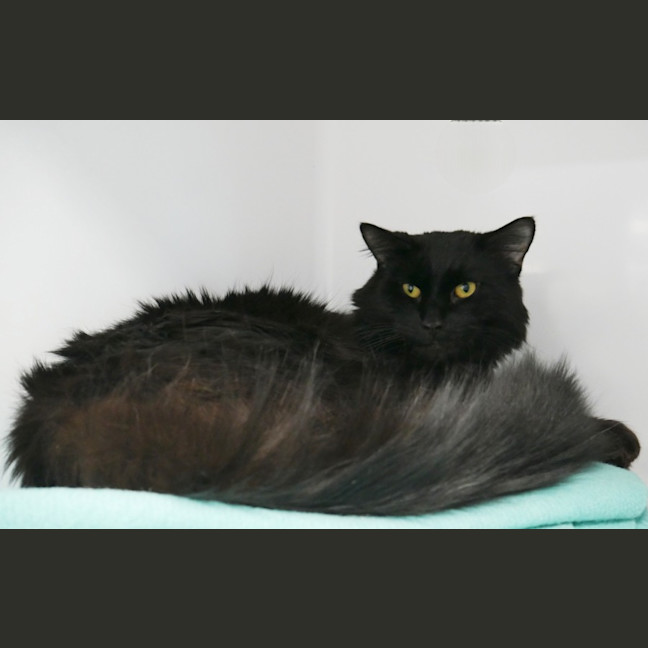 Photo of Lynx Sua014227